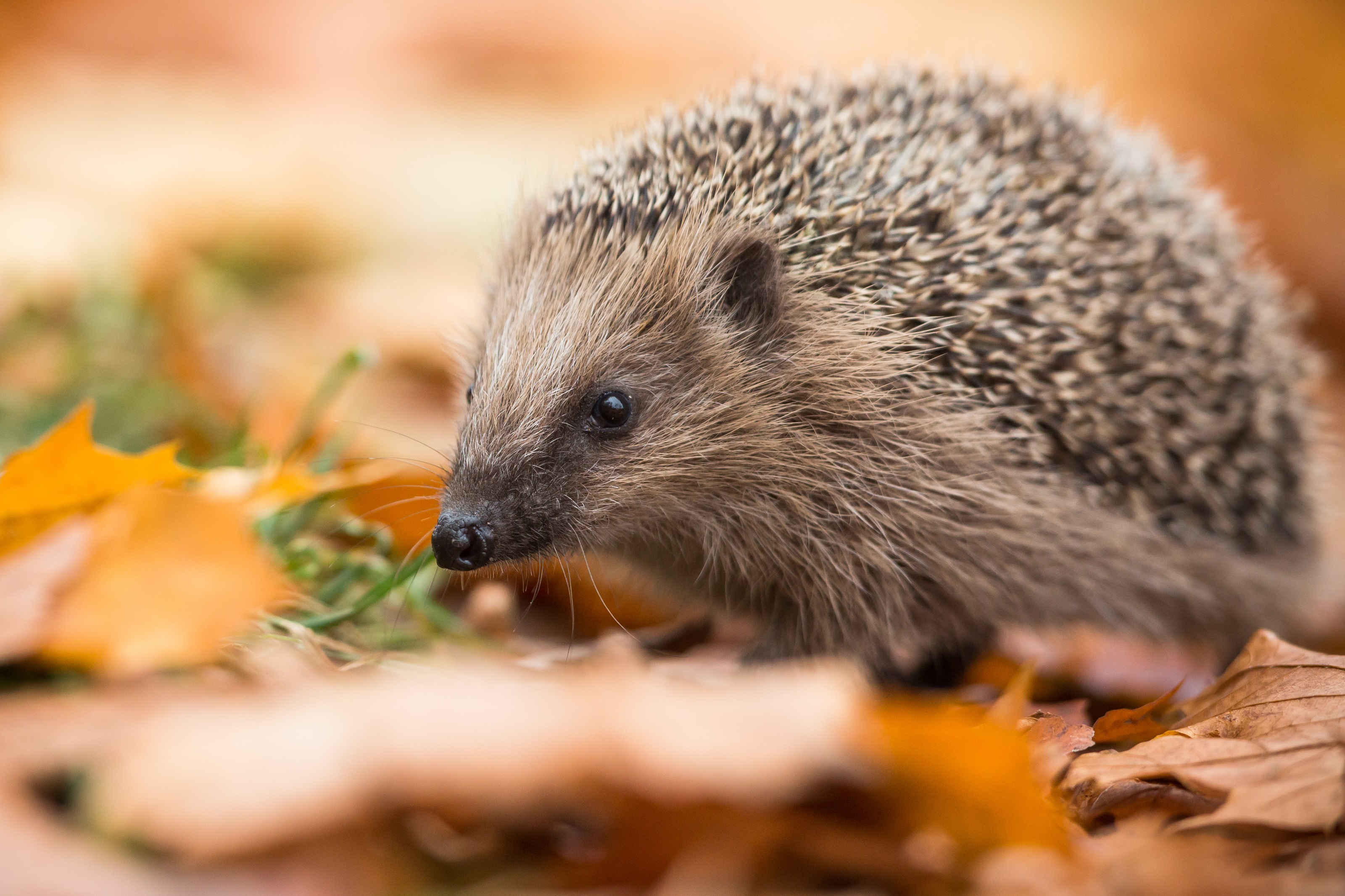 Igel stacheliger Besuch in unseren Gärten Tierschutz Land Steiermark